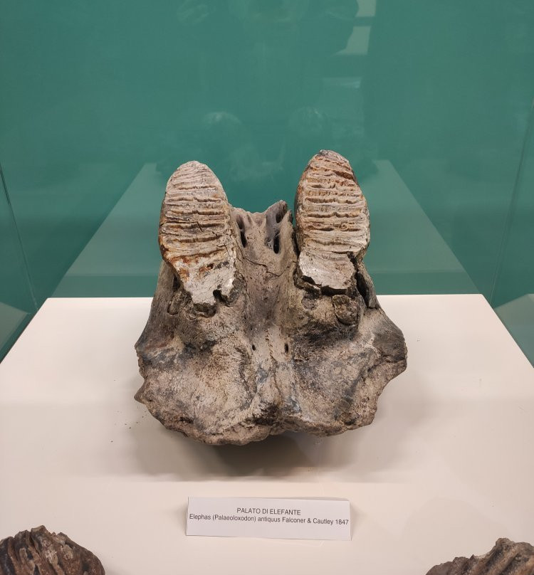Museo Nazionale del Paleolitico-伊塞尔尼亚必去景点