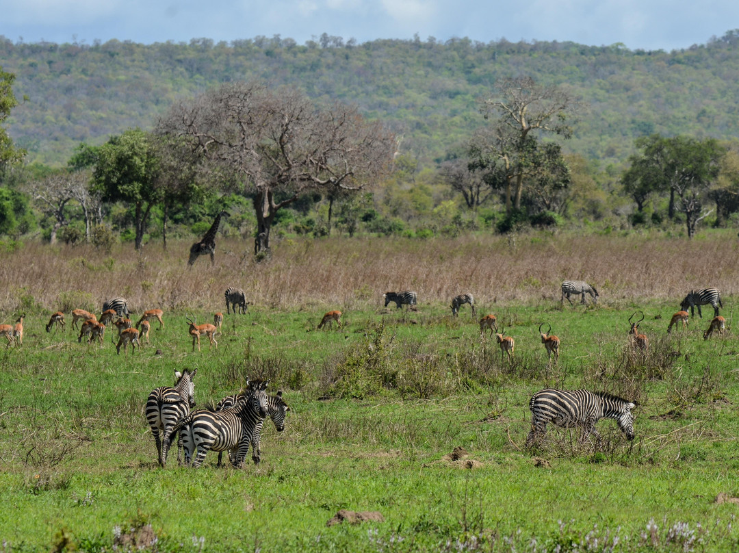 Mwambani Tours & Safaris景点图片