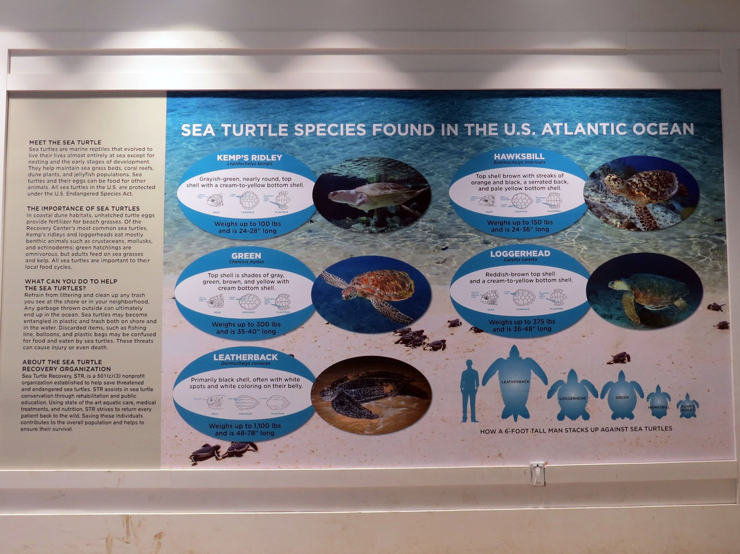Sea Turtle Recovery景点图片