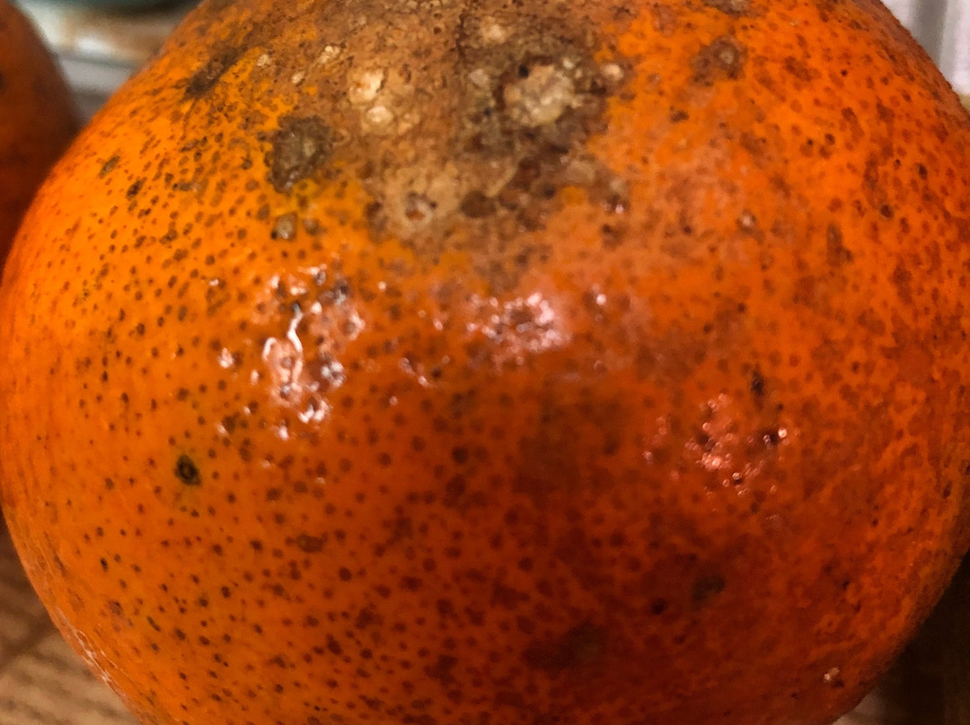 Jennings Citrus-Oxford必去景点