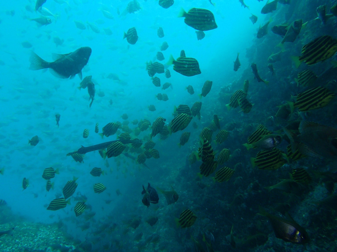 Fish Rock Dive Centre-西南岩必去景点