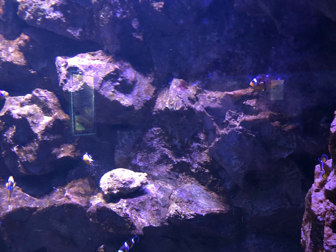 Isfahan Aquarium-Isfahan必去景点