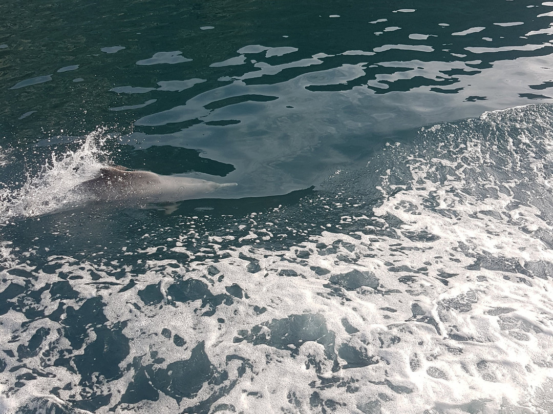 Dolphin Khasab Tours景点图片