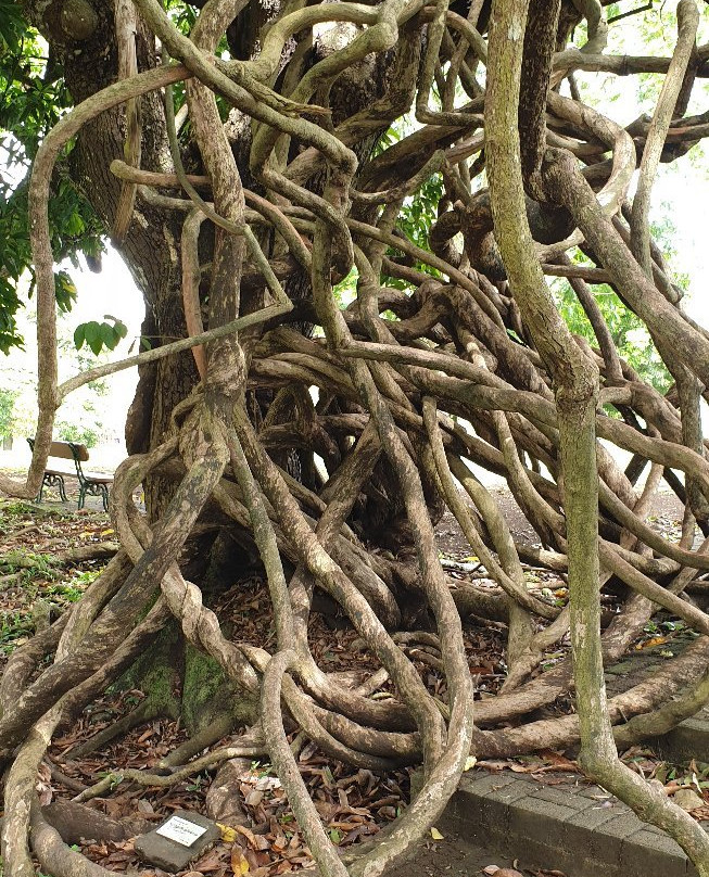 Curepipe Botanical Garden景点图片