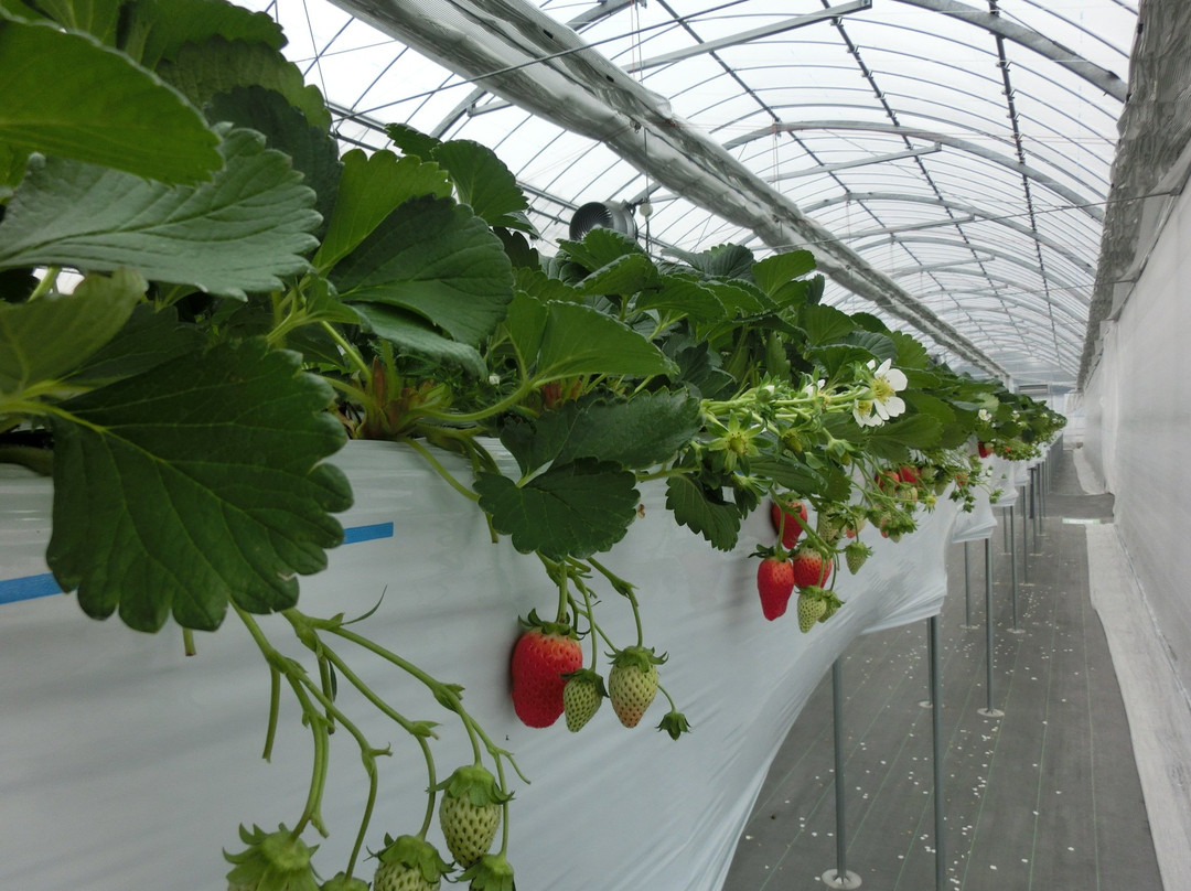 Nagashima Farm-桑名市必去景点