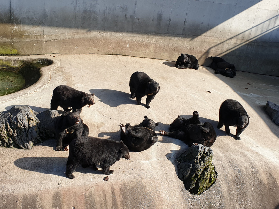 Cuddly Dominion-阿苏市必去景点