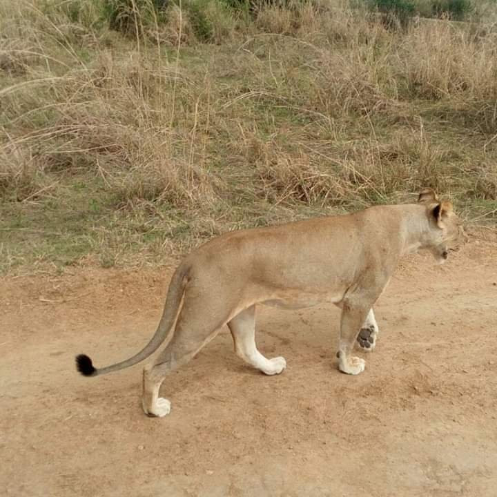 KURUMBIZI TOURS & SAFARIS-莫洛哥罗必去景点