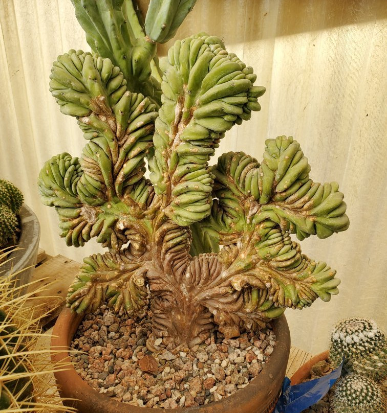 B & B Cactus Farm-图森必去景点