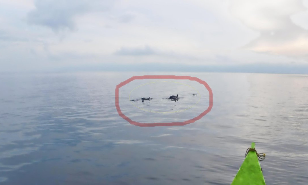 Dolphin Watching, Manjuyod Sandbar and Sportfishing Adventures in Bais Bay-拜斯市必去景点