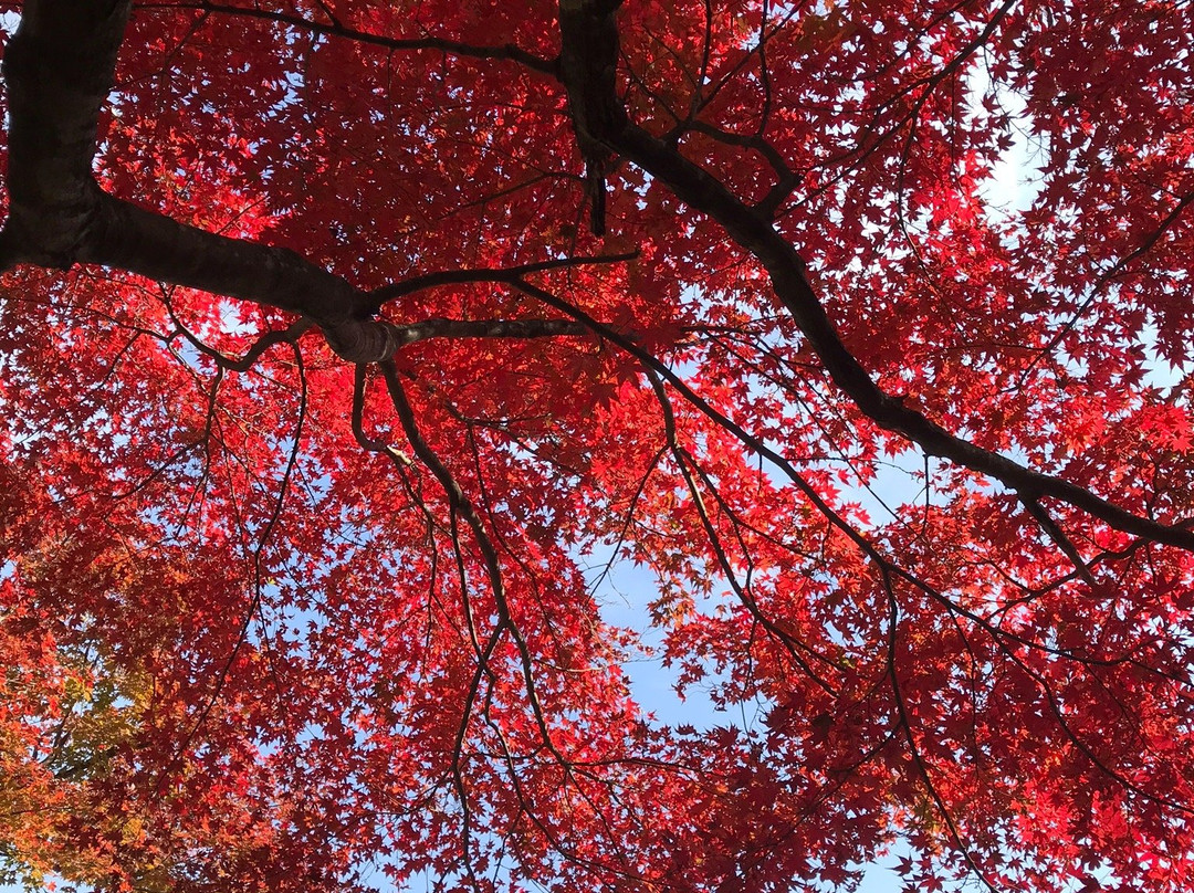 Yujaku Park-丰后大野市必去景点