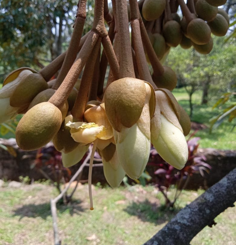Warso Durian Farm-茂物必去景点