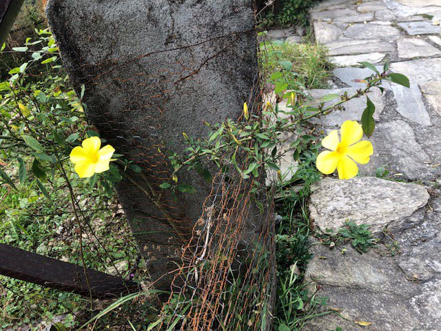 Binsar Forest Retreat主图