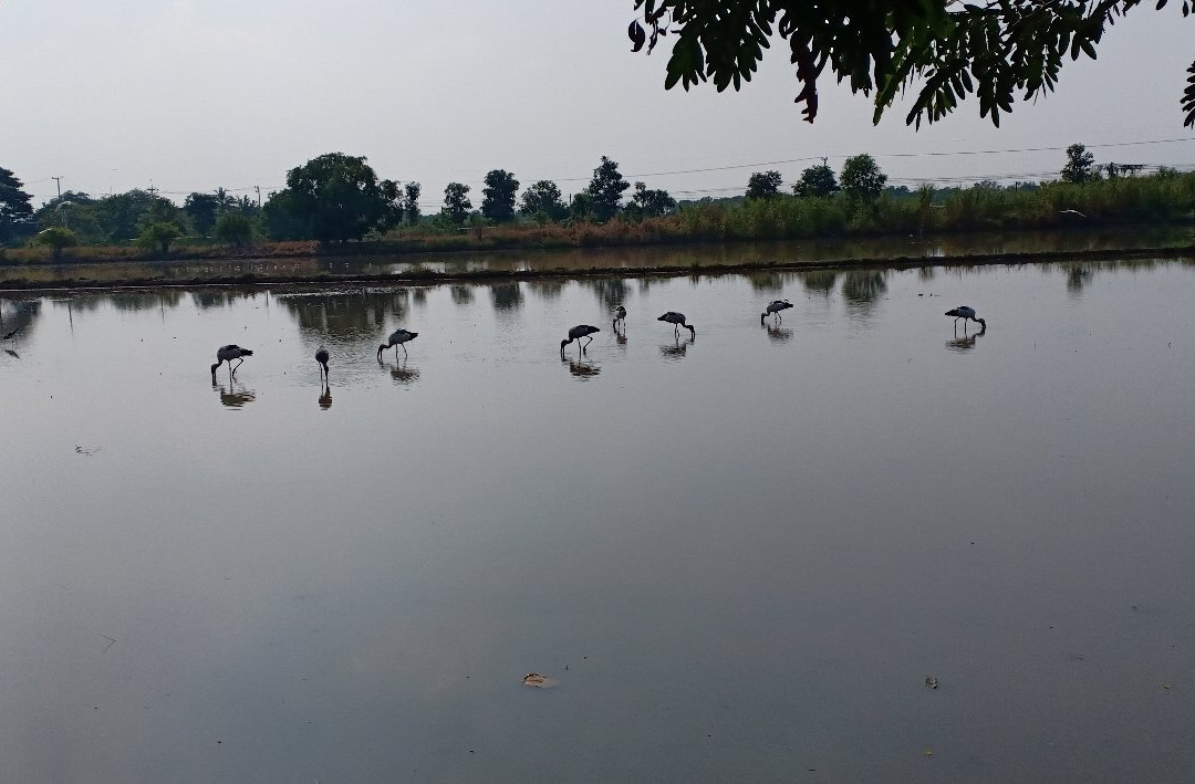 Punna Homestay @ Bangsai主图