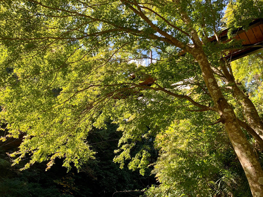 Hikawako Bridge-奥多摩町必去景点