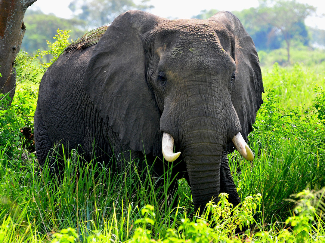 BROVENY SAFARIS-坎帕拉必去景点