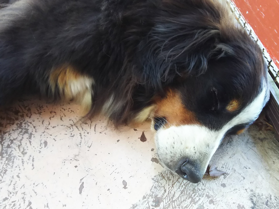 Rakunoh Mother's Aso Milk Bokujo-西原町必去景点