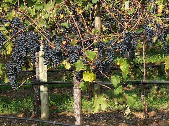 Giusti Wine-Nervesa della Battaglia必去景点