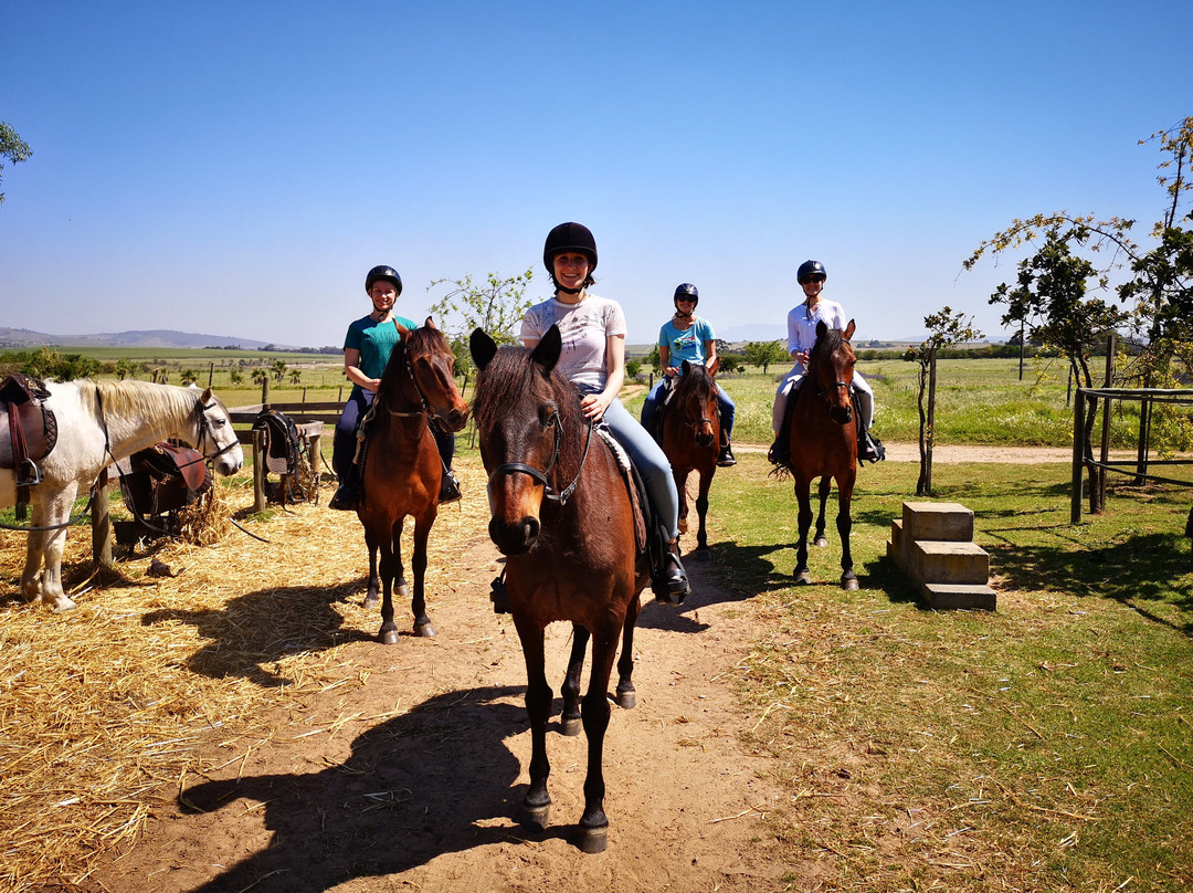 Horse Rides at Pete's-斯泰伦博斯必去景点