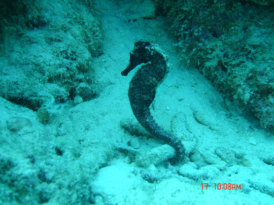 Divi Flamingo Beach Resort & Casino主图