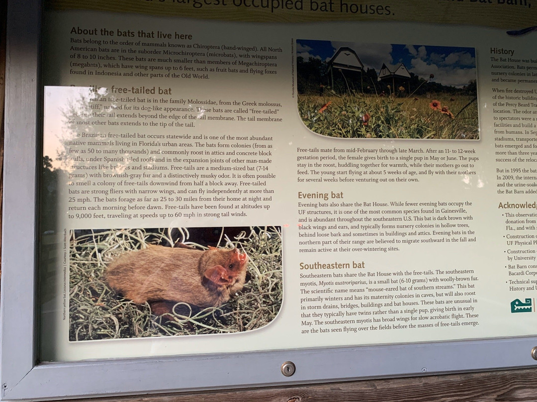 University of Florida Bat House-盖恩斯维尔必去景点