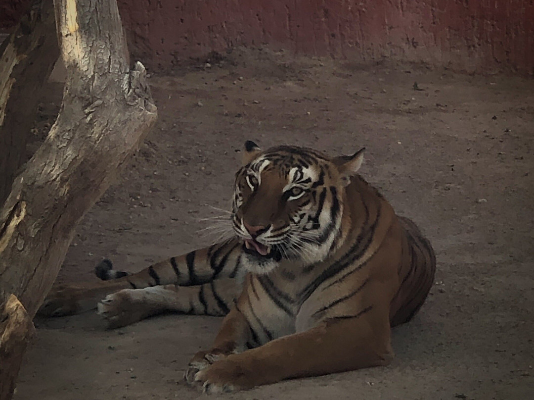 Recreativo San Jorge