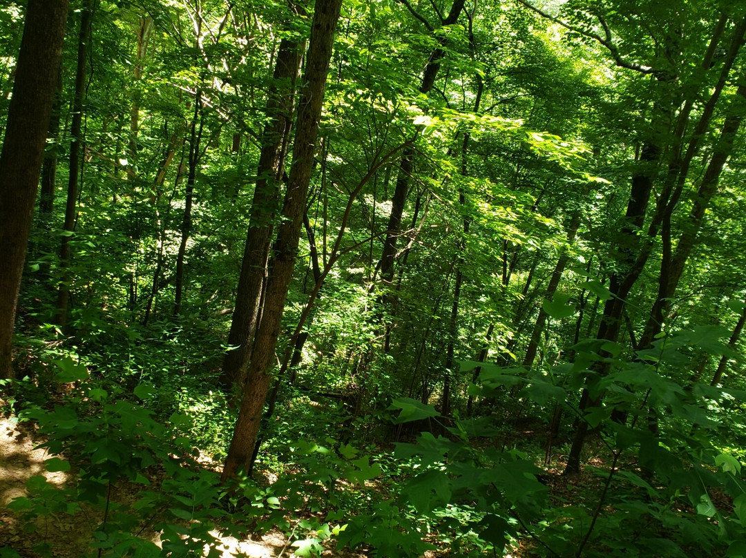 Buffalo Creek Park Mountain Biking Trail景点图片