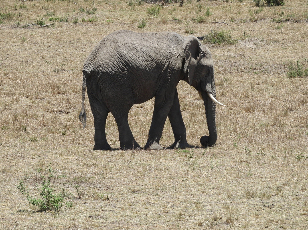 Deep Forest safari-Thika必去景点