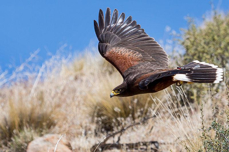 Raptor Adventures-里诺必去景点