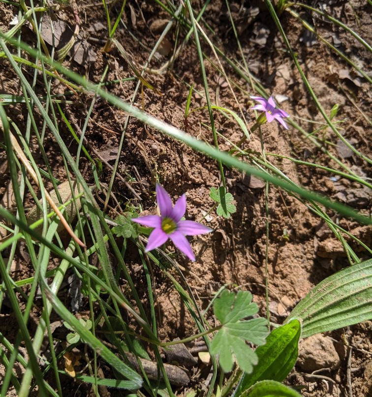 Yackandandah Mining Gorge-Yackandandah必去景点