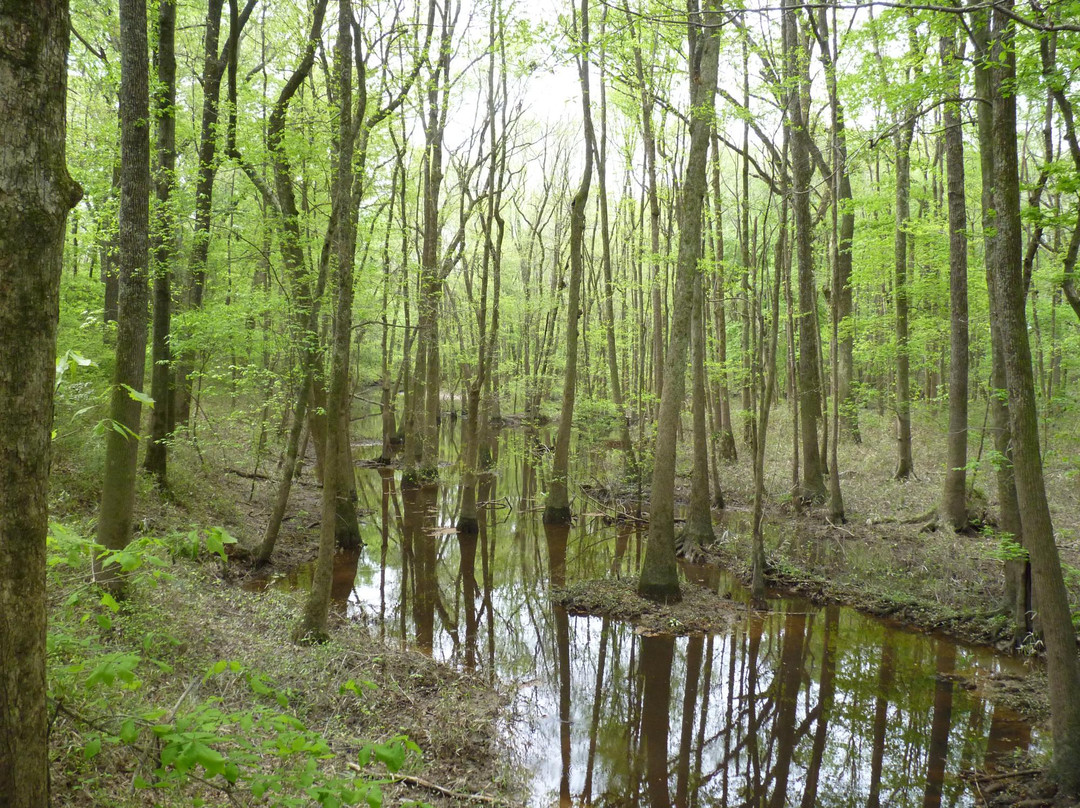 Congaree Creek Heritage Preserve景点图片