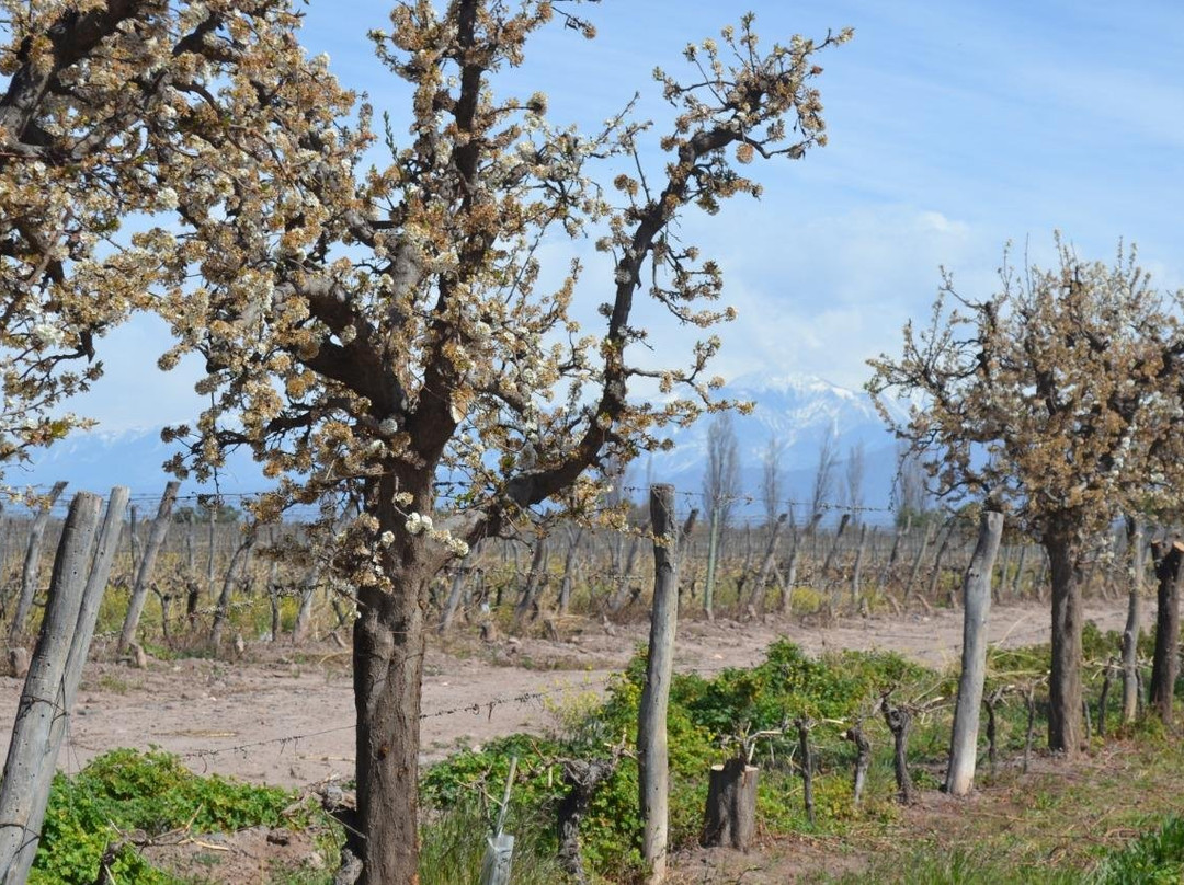 Bodega Familia Rodriguez-Maipu必去景点