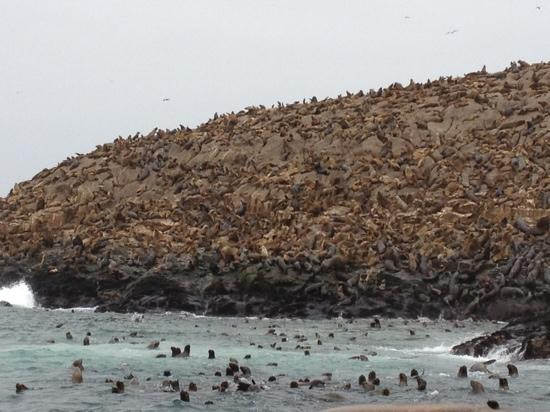 Lima Region旅游景点-Islas Palomino
