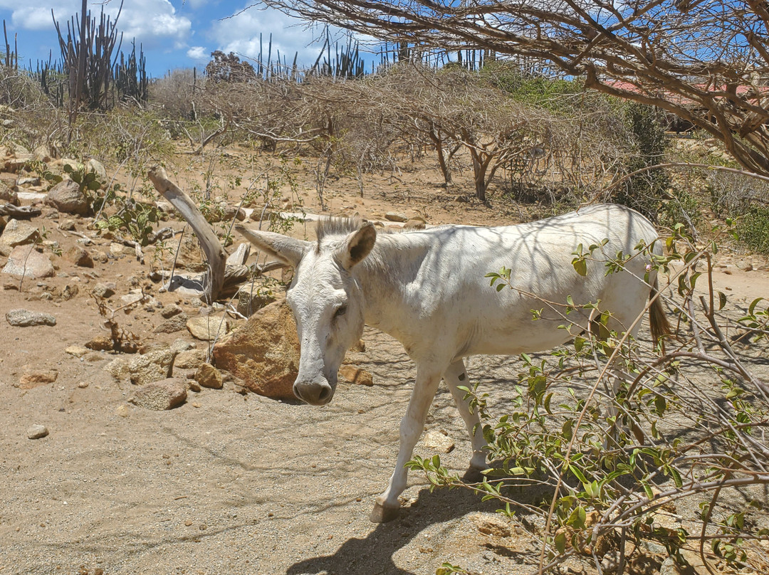 Donkey Sanctuary Aruba景点图片