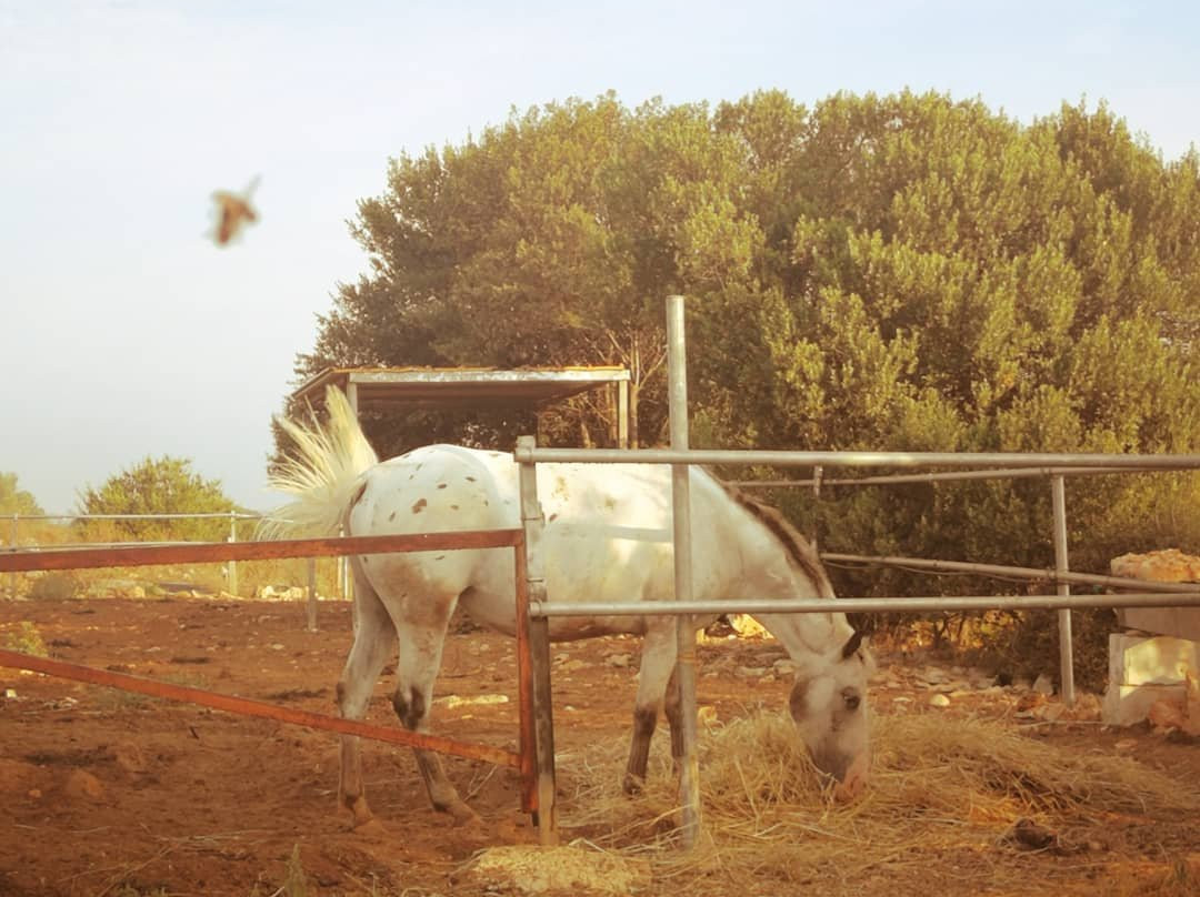 Bed & Breakfast Masseria Puglia Antica主图