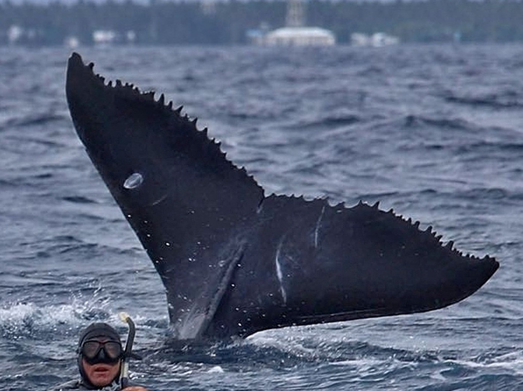 Ha'apai Beach Resort主图