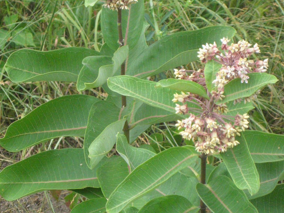 Volo Bog State Natural Area-Ingleside必去景点