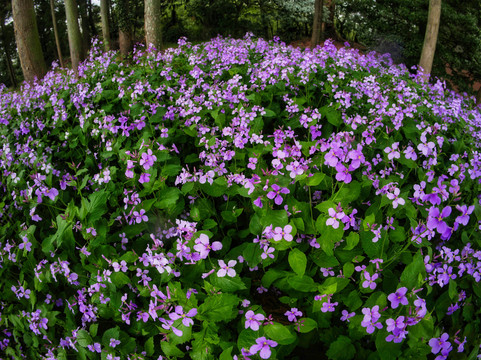 Hoko-ji Temple-北本市必去景点