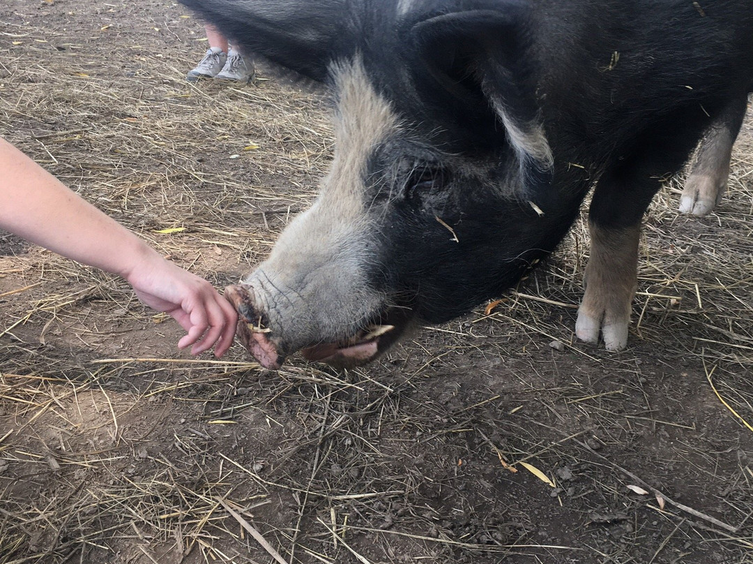 Catskill Animal Sanctuary-Saugerties必去景点