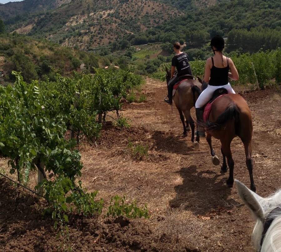Sicily Horse Tours景点图片