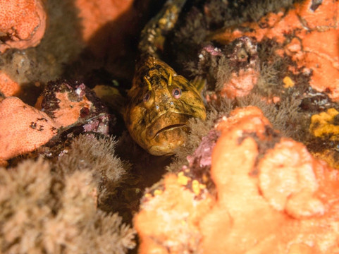 Scuba Adventure-Los Molles必去景点