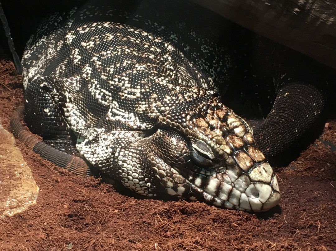The Reptile Zoo-Monroe必去景点
