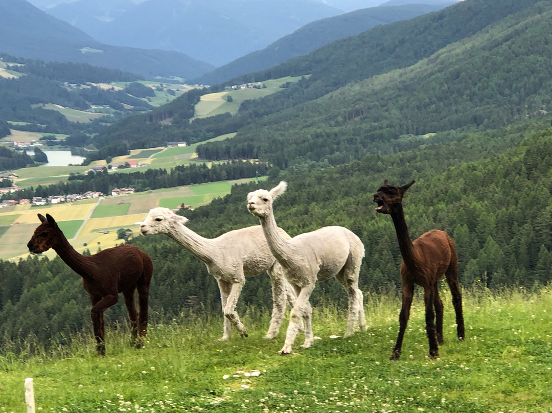 Das Bärenhotel主图