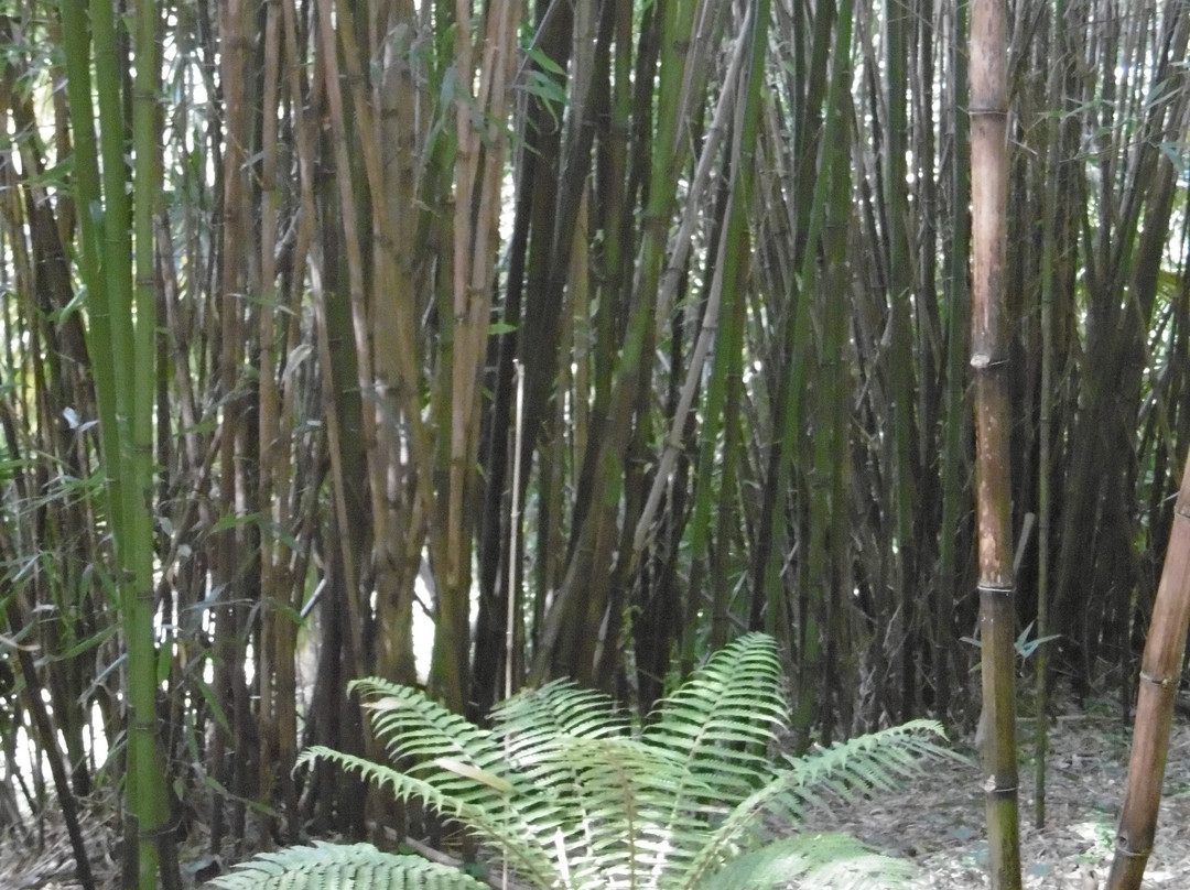 Glengarriff Bamboo Park-Glengarriff必去景点