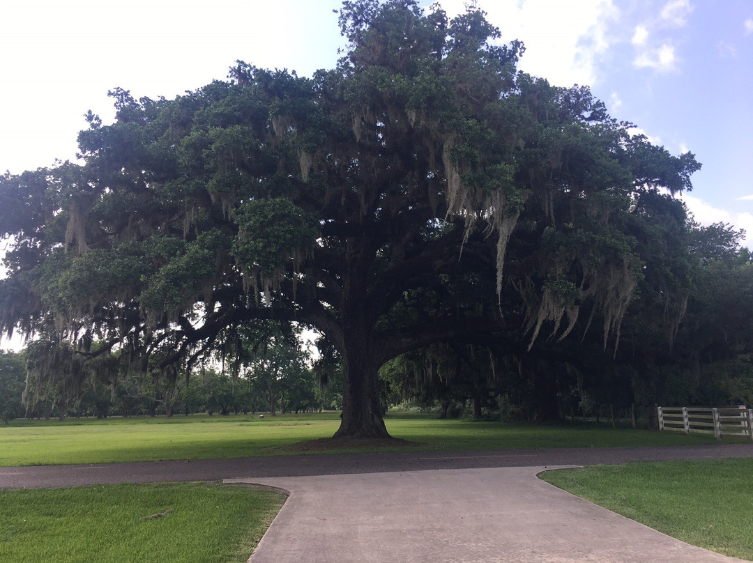 Varner-Hogg Plantation State Historic Site-West Columbia必去景点