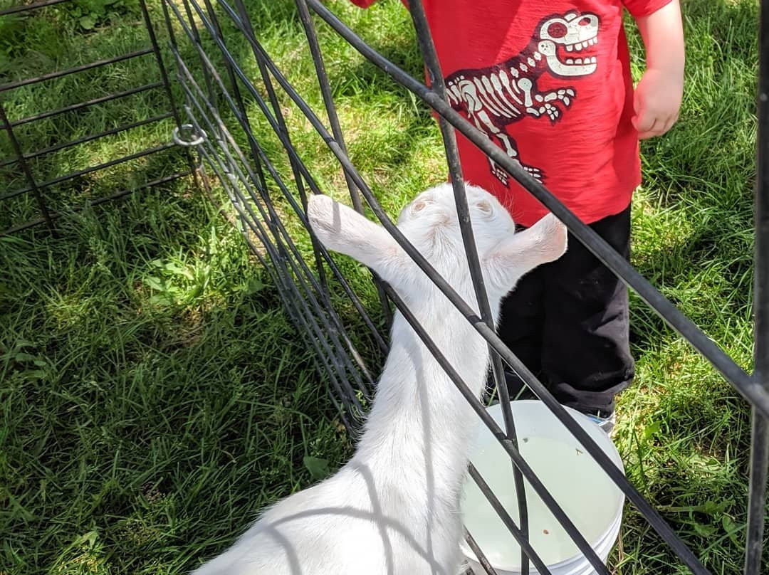 Poplar Goat Farm Tours-Scandia必去景点