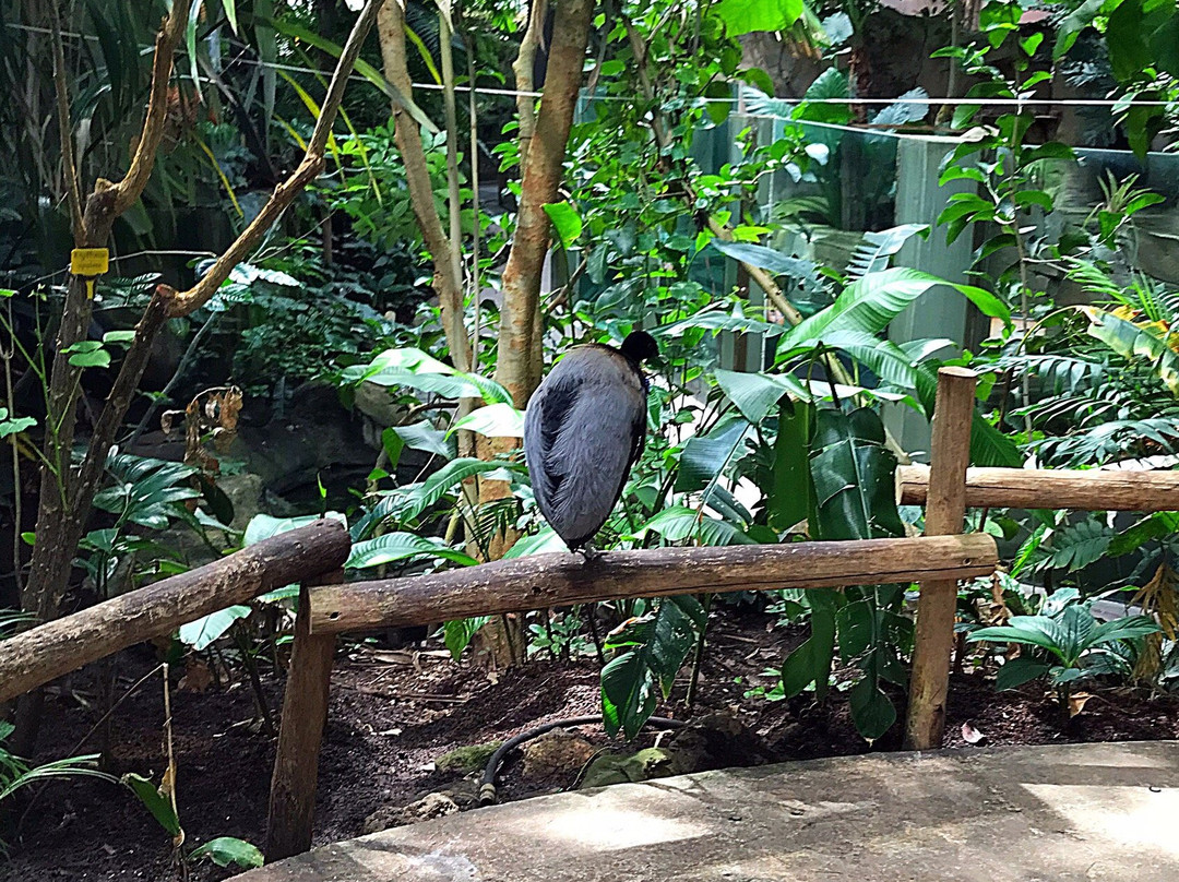 La Serre Amazonienne景点图片