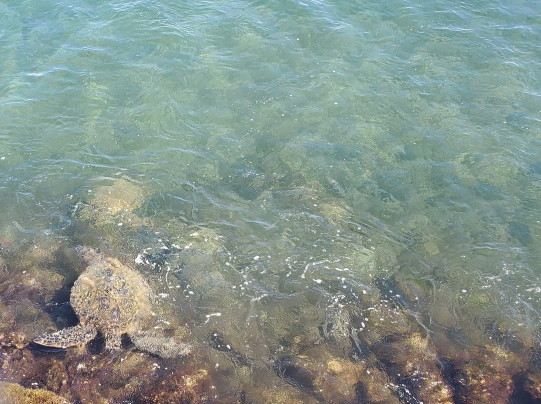 Maalaea Harbor-玛阿拉也亚必去景点