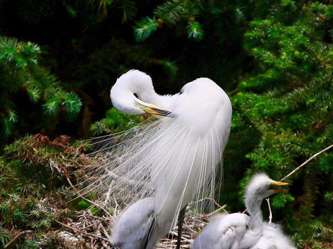 白鹭公园-三亚市必去景点
