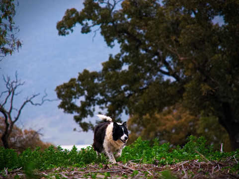 Horesh goat cheese-Kiryat Tivon必去景点