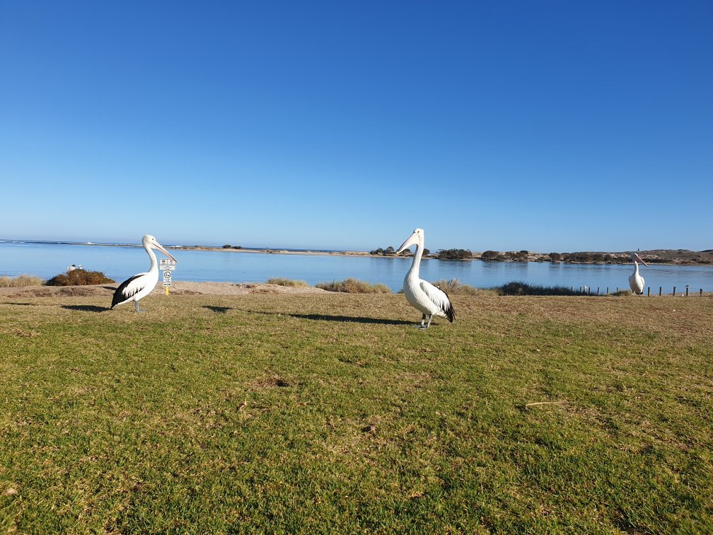 Kalbarri Pelican Feeding景点图片